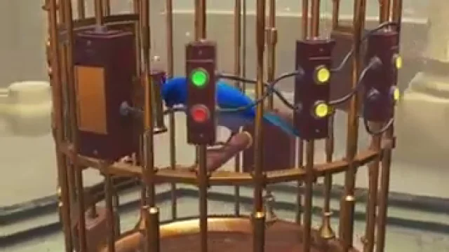 The Birdcage Level 4 Bluebird Cage 4 real gameplay